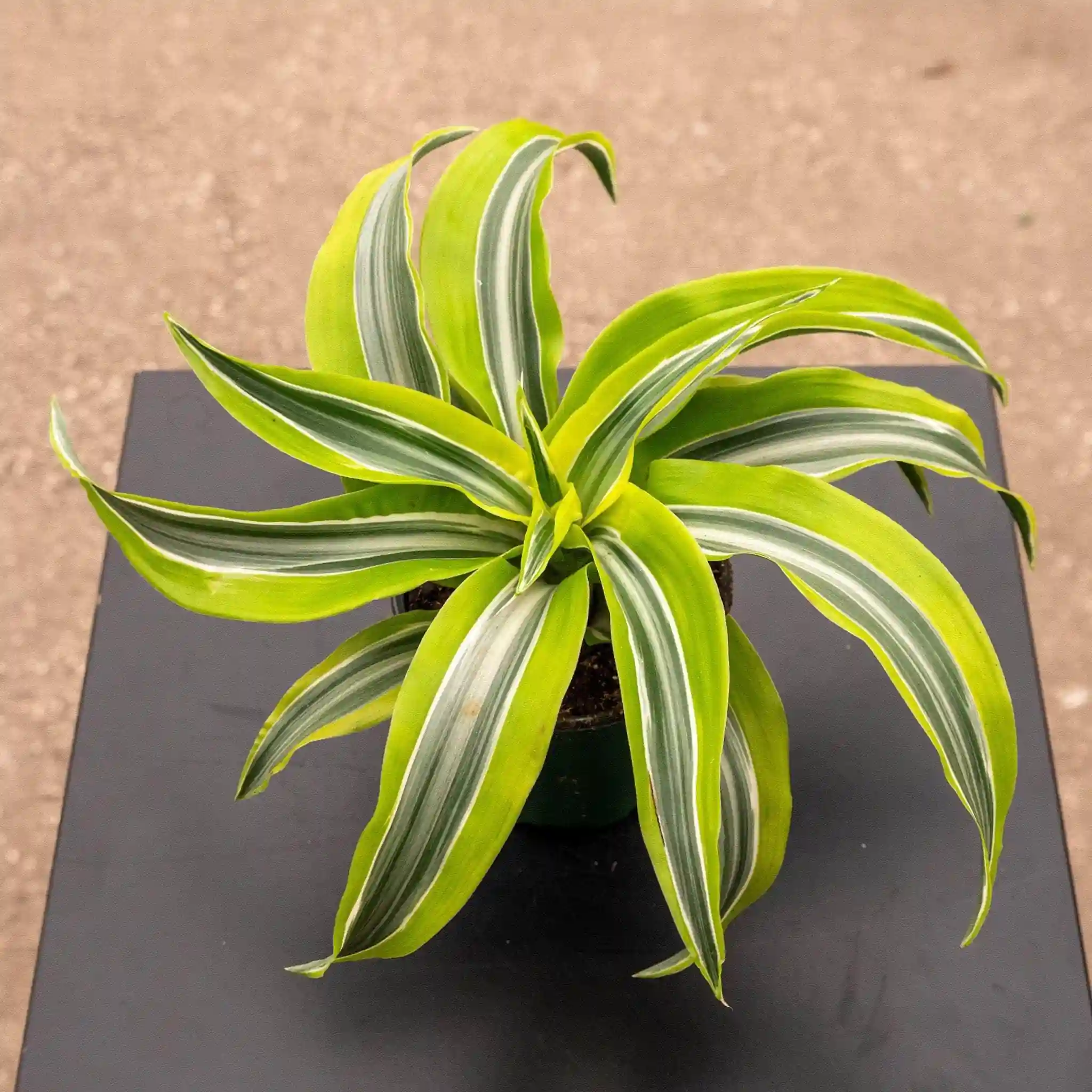 Dracaena Lemon Plant
